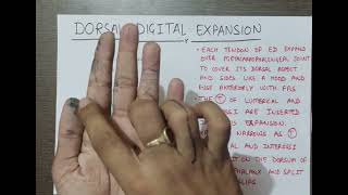 FIBROUS FLEXOR SHEATH AND DORSAL DIGITAL EXPANSION  UPPER LIMB  MBBS  FIRST YEAR [upl. by Dnama759]