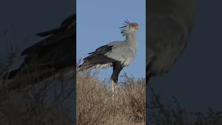 The Secretary Bird  a fascinating bird [upl. by Fawne597]