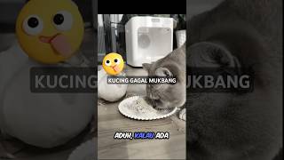 KUCING MUKBANG  DIGANGGUIN ANGSA SOTOY  shorts mukbang kucing angsa cute [upl. by Leinad755]