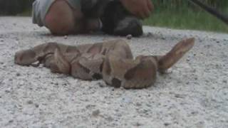 Brandons Herp Adventures Southern Copperhead [upl. by Oirretna418]