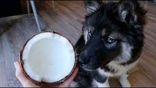 Husky Eats Tropical Coconut Cute Puppy Kakoa [upl. by Nicolea11]