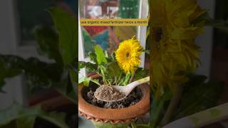 October Month Gerbera Plant Care Careshortsviralyoutubeshorts [upl. by Sanjay66]