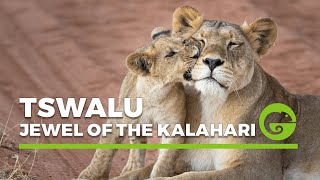 Tswalu – The Jewel of the Kalahari [upl. by Burton293]