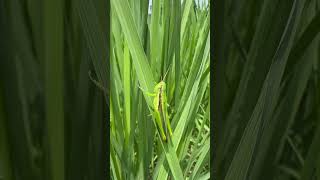 Rice Grasshopper Oxya japonica Japanese GrasshopperRice GrasshopperThe tiny pest with big impacts [upl. by Edge872]