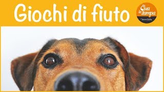 Nosework giochi di fiuto per cani EducazioneAddestramento cani  Qua la Zampa [upl. by Hbaruas]