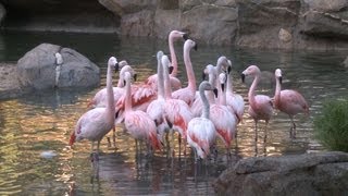 Flamingos Move into Their New Habitat [upl. by Ky]