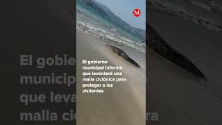 Cocodrilo en playa de Zihuatanejo causa gritos y pánico milenioshorts [upl. by Joung]