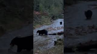 Mama bear teaches cubs to fish bear wildlife animals bears cub canada blackbear fishing [upl. by Melitta]