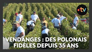 Vendanges  depuis 35 ans ces Polonais reviennent travailler dans cette maison de champagne [upl. by Trebla]