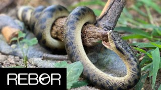 Rebor Titanoboa cerrejonensis Monty Review Premium Edition [upl. by Adnerb]