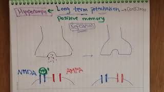 synaptic plasticity 2  sensitization and long term potentiation  dr Amira Azzazy [upl. by Ahseki]