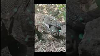 Komodo Dragon attack  Compilation komodo animals amazingfacts [upl. by Edina402]