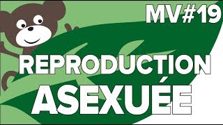 Reproduction Asexuée des Animaux MV 19SVT Collège Mathrix [upl. by Joshua]