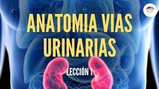 1 ANATOMIA VIAS URINARIAS FISIOLOGÍA DEL SISTEMA RENAL [upl. by Seraphim]