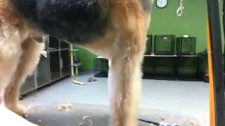 Grooming a pet Airedale Terrier [upl. by Trellas]