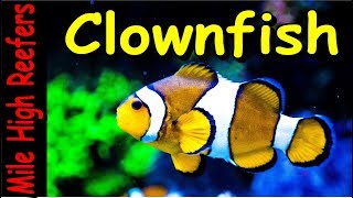 Keeping Ocellaris Clownfish [upl. by Johppah]