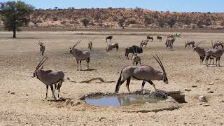 Kgalagadi National Park South Africa  Part 1 Experience Video [upl. by Bork294]