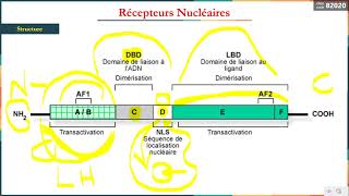 Leçon 18 Récepteurs Nucléaires [upl. by Barnabas768]