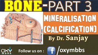 BONE PART 3  MINERALISATION CALCIFICATION [upl. by Vergne83]