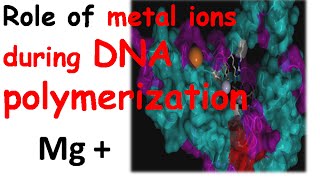 DNA polymerization by DNA polymerase 1 [upl. by Sabina37]