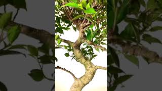 Exquisite Specimen Indoor Ficus Bonsai Tree with Phenomenal Styling 32 years [upl. by Baylor]