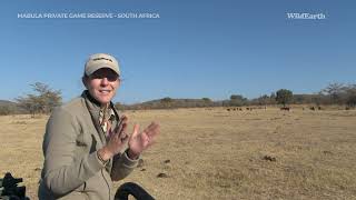 Wild Earth Virtual Safari at Mabula Private Game Reserve  Episode 13 [upl. by Ysteb]