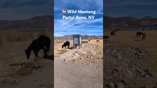 Wild Mustangs Chillin By Washoe Lake wildhorses mustangs [upl. by Yme]