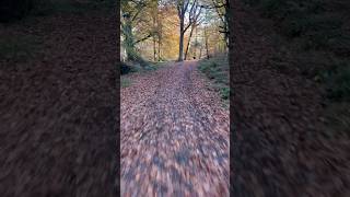 Forest cycling cycle bike ebike roadcycling gravel devon exeter like shorts subscribe [upl. by Akeem]