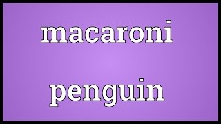 Macaroni penguin Meaning [upl. by Josselyn]