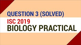 Question 3 Solved  Nerium Leaf Slide Preparation ISC 2019 Biology Practical [upl. by Robin488]