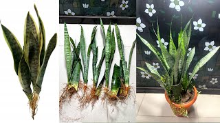 How to grow snake plant from cuttingSnake plant propagation [upl. by Supen]