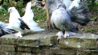 Indian Fantail pigeons [upl. by Tihom]