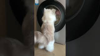 Cat Hand Washes the Whole Familys Laundry Unbelievable 🧺 [upl. by Mairb51]