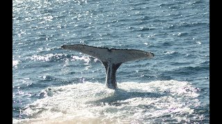 Aflevering 5 St Lucia Whale watching ZuidAfrika [upl. by Leander]