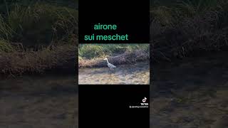 Airone nel Meschio Meschet [upl. by Beitnes603]