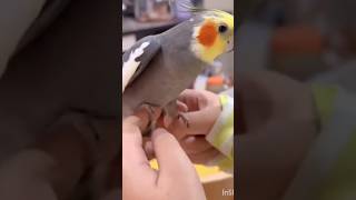 Cockatiel Parrot Songs Dance Start 🦜🦜 shortvideo youtubeshorts youtube trend parrot shorts [upl. by Alexandr]