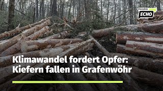 250 Kiefern am Waldbad in Grafenwöhr fallen dem Klimawandel Misteln und einem Pilzbefall zum Opfer [upl. by Redmond981]