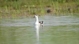 Rednecked phalarope [upl. by Henrique690]