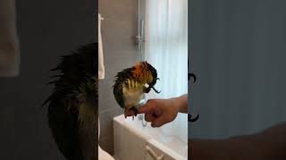 Stunning Black Headed Caique Parrot birds bird caiqueparrot parrot parrots birdslover [upl. by Meyeroff434]