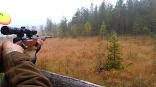 Moose hunting sweden [upl. by Perpetua]