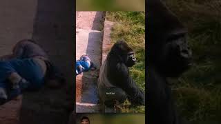 A kid fell into Gorilla 🦍 enclosures gorilla tamil animals amazingfacts bear new lemur [upl. by Bahe]