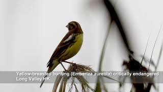 Yellowbreasted bunting Emberiza aureola critically endangered  Long Valley HK birds nature [upl. by Laved]