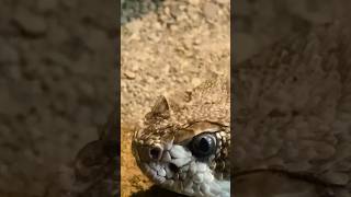 Prairie rattlesnake at Pittsburgh Zoo and aquarium September 2023 zoo [upl. by Yreffej]