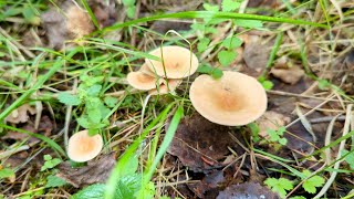 Говорушка ворончатая Clitocybe gibba Как выглядит гриб на месте произрастания [upl. by Assenna]