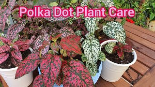 How To Grow And Care Polka Dot Plant  Hypoestes Plant Care  Polka Dot Plant  पोल्का डॉट देखभाल [upl. by Aleksandr542]