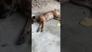 Street dogs sleep 🤭lovelydogs [upl. by Prentice]