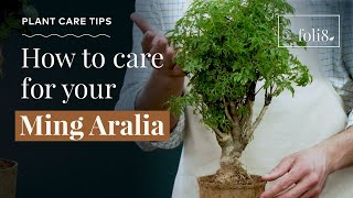 Ming Aralia Plant Care Tips 🌿 Polycias fruitcosa houseplant [upl. by Zeuqram]