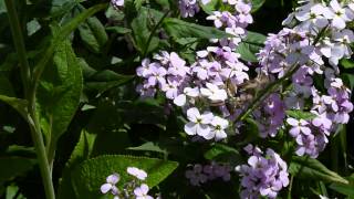 Walstropijlstaart vlinder op Damastbloem [upl. by Ahsemo]