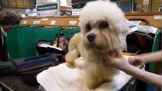 Dandie Dinmont Terrier [upl. by Aleicarg]