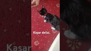 Kaşar yiyen komik kedi videosu [upl. by Nived432]